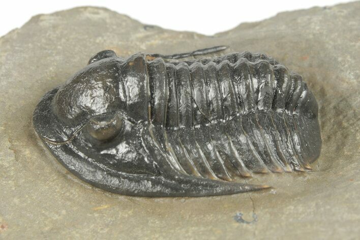 Dalejeproetus Trilobite - Uncommon Moroccan Proetid #204487